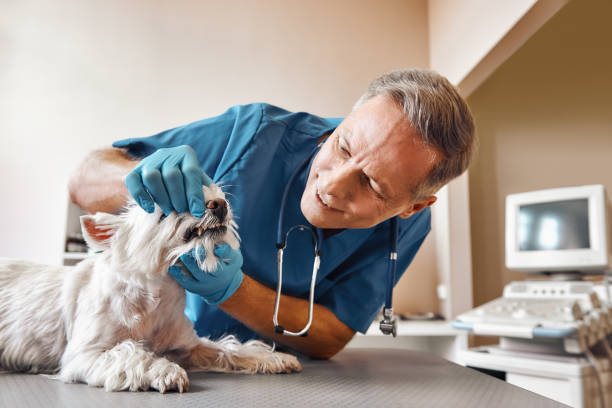 Best Emergency Tooth Extraction in Huntersville, NC